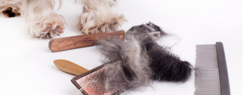 How to Rescue a Matted Coat