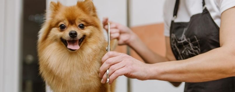 Different Types of Pet Grooming Shears
