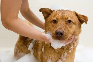 3 tips to help you successfully groom a dog
