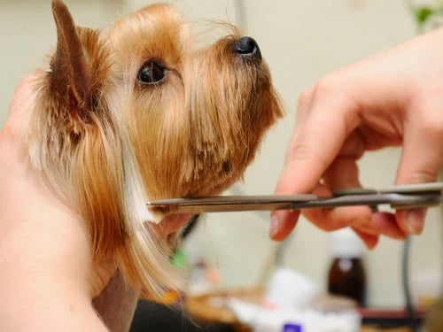 3 ways to make grooming a dog much easier