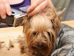 Why shop with Sensei Shears for dog grooming tools?